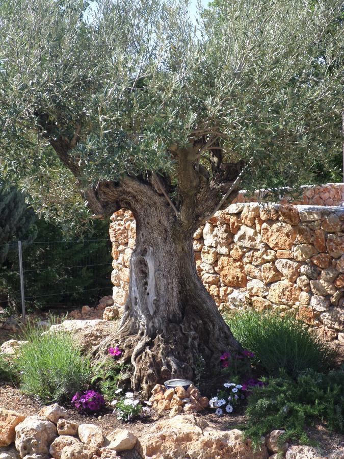Le Clos Des Cambres Les Arcs-sur-Argens Dış mekan fotoğraf